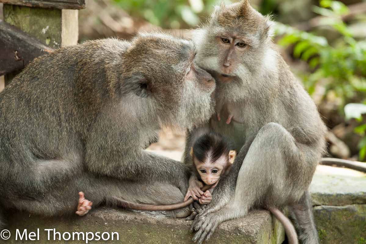 Monkey family